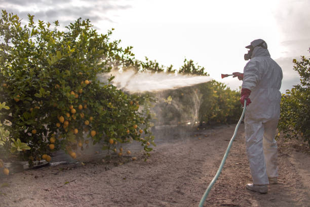 Best Ant Control Services  in Myrtle Point, OR