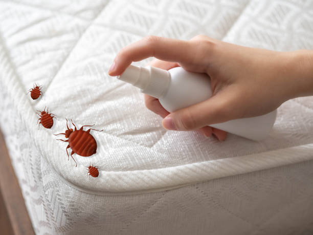Best Affordable Pest Control Services  in Myrtle Point, OR