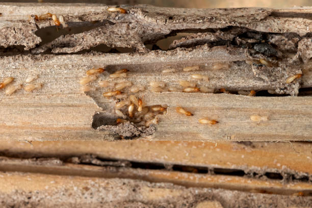 Best Residential Pest Control  in Myrtle Point, OR