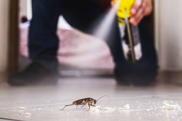 Best Affordable Pest Control Services  in Myrtle Point, OR